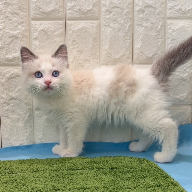岡山県のラグドール (犬の家＆猫の里倉敷店/2026年3月18日生まれ/男の子/ブルーポイントバイカラー)の子猫の3枚目の画像