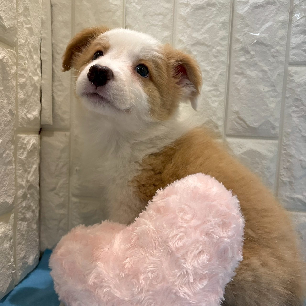 岡山県のボーダーコリー (犬の家＆猫の里倉敷店/2026年3月29日生まれ/男の子/レッドホワイト)の子犬の3枚目の画像