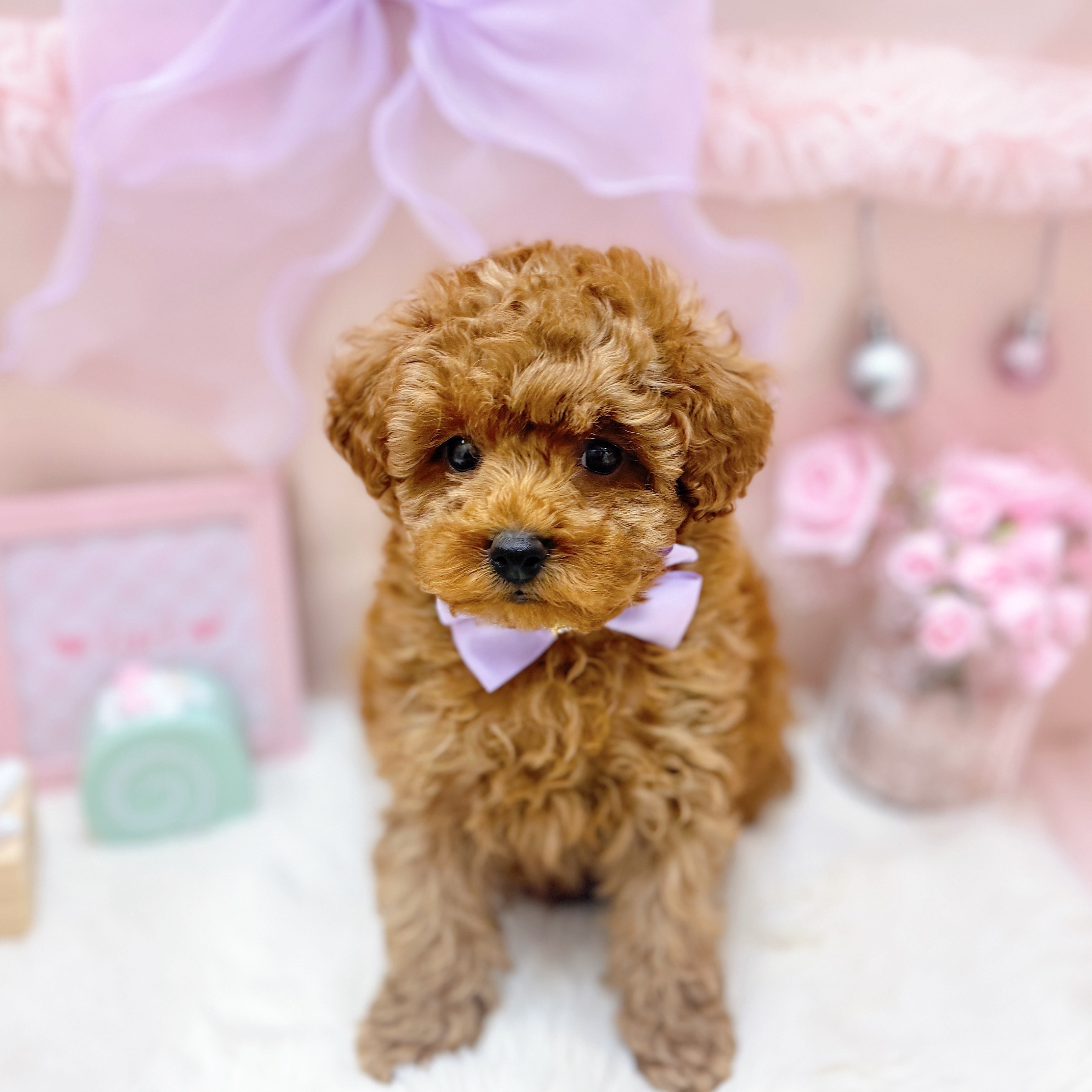 福井県のトイプードル(トイ) (犬の家＆猫の里アミーゴ福井大和田店/2026年3月28日生まれ/女の子/レッドフォーン)の子犬の3枚目の画像