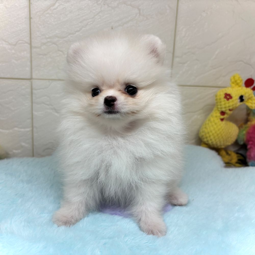 兵庫県のポメラニアン (犬の家＆猫の里ゆめタウン姫路店/2026年3月26日生まれ/男の子/クリーム)の子犬の3枚目の画像