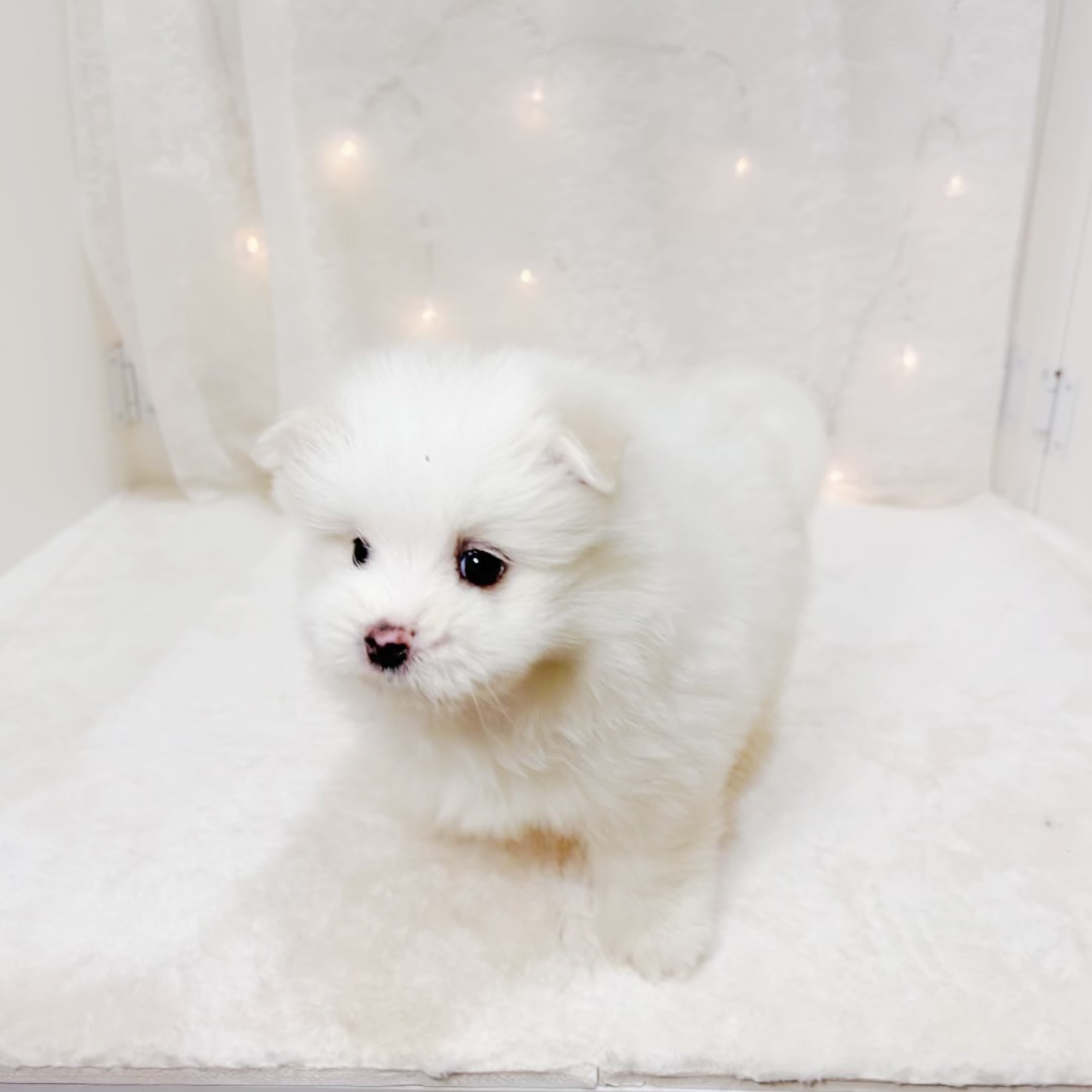 千葉県のポメマル/マルポメ(ポメラニアン×マルチーズ) (犬の家＆猫の里BIGHOPガーデンモール印西店/2026年3月29日生まれ/男の子/ホワイト)の子犬の3枚目の画像