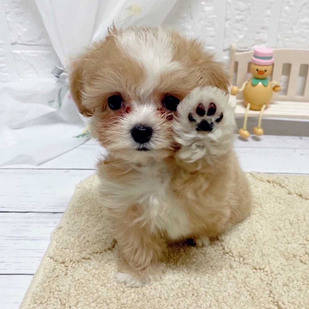 岡山県のマルプー(マルチーズ×プードル) (犬の家＆猫の里岡山店/2026年3月27日生まれ/女の子/クリームホワイト)の子犬の3枚目の画像