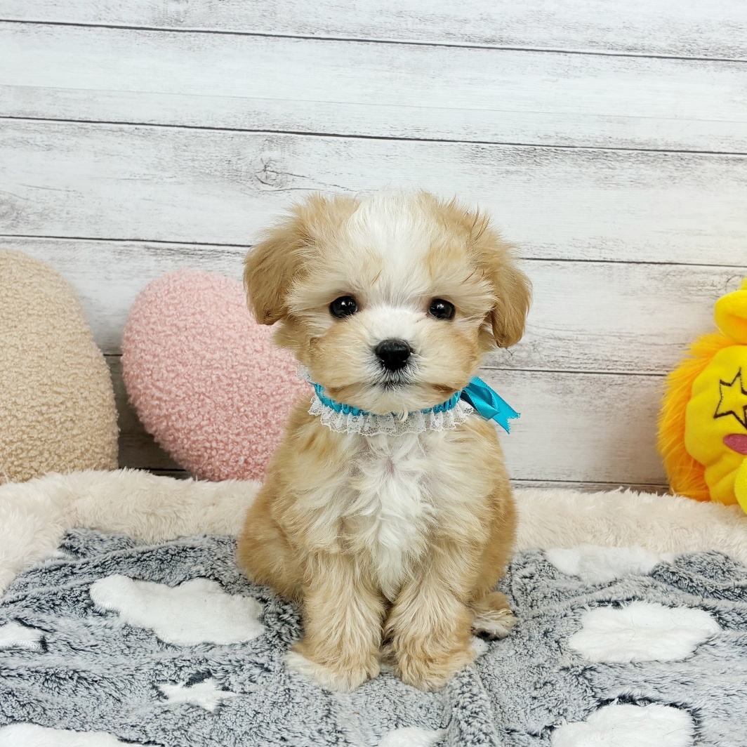 兵庫県のマルプー(マルチーズ×プードル) (犬の家＆猫の里川西店/2026年3月27日生まれ/男の子/クリームホワイト)の子犬の1枚目の画像