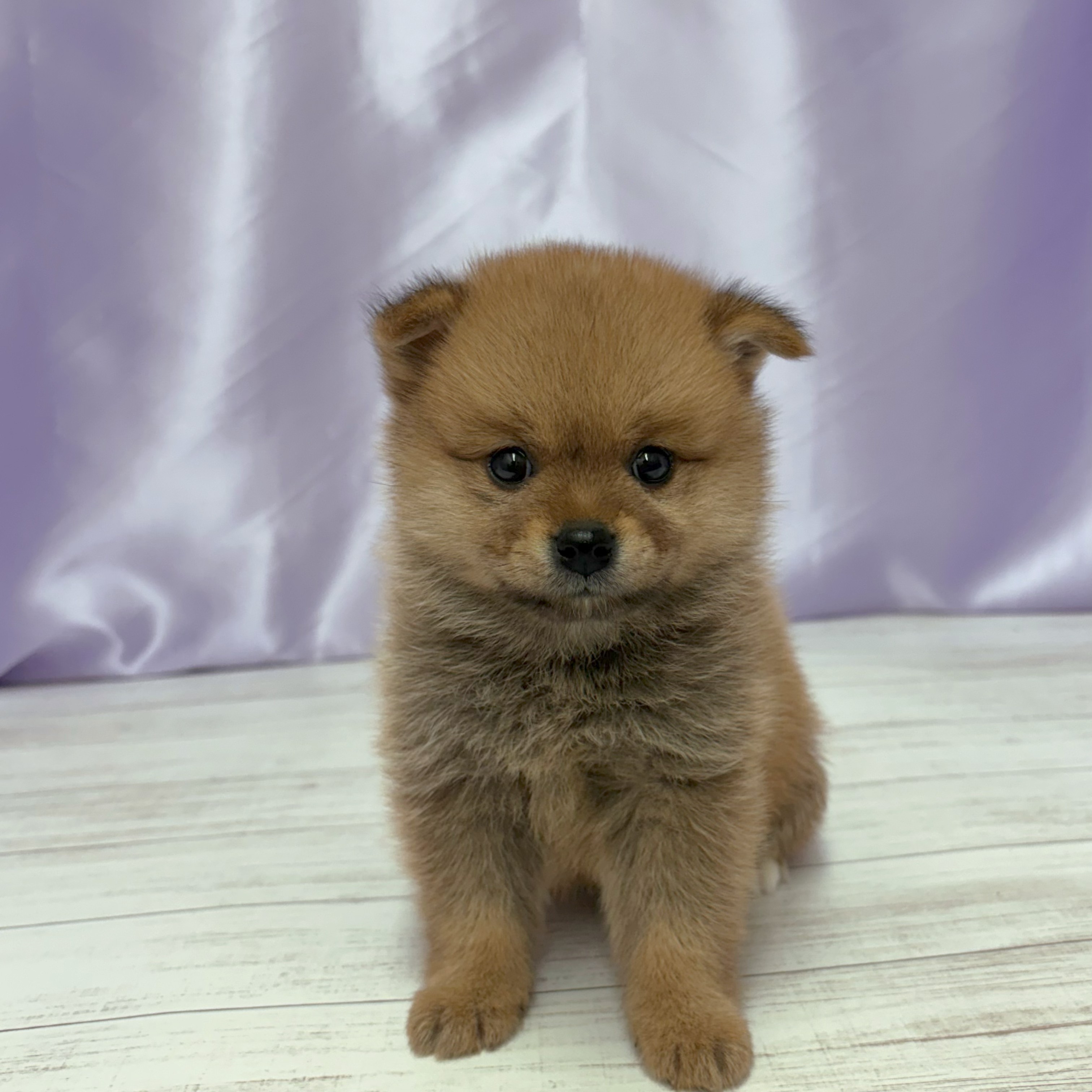 兵庫県のポメ柴/豆ポメ/ポメ豆柴(ポメラニアン×柴犬) (犬の家＆猫の里尼崎店/2026年3月29日生まれ/女の子/赤)の子犬の3枚目の画像