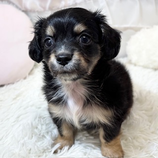 兵庫県のチワックス(チワワ×ダックス) (犬の家＆猫の里カナート西神戸店/2026年3月28日生まれ/男の子/ブラックタン)の子犬の3枚目の画像