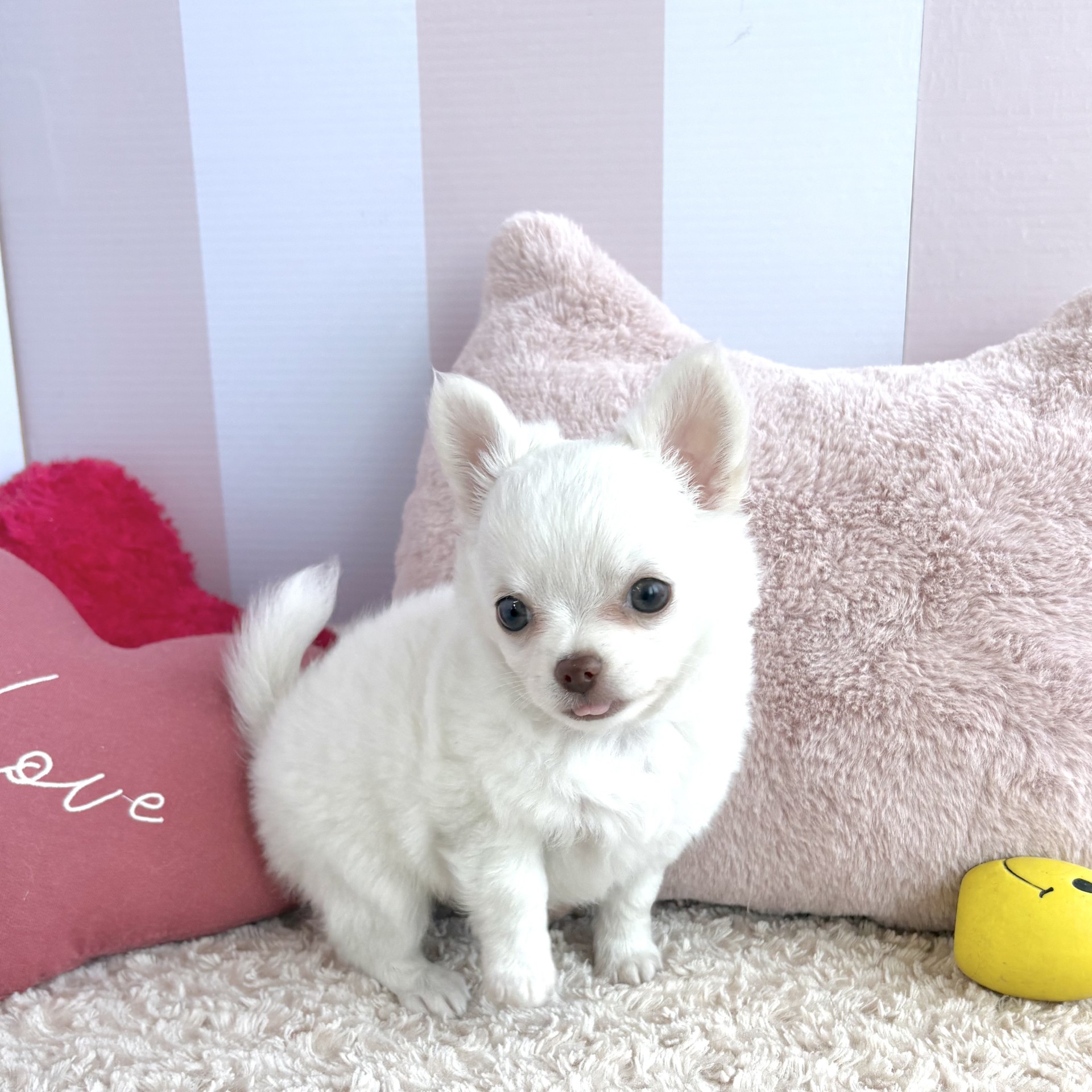 岡山県のチワワ(ロング) (犬の家＆猫の里倉敷中庄店/2026年3月29日生まれ/女の子/クリーム)の子犬の3枚目の画像