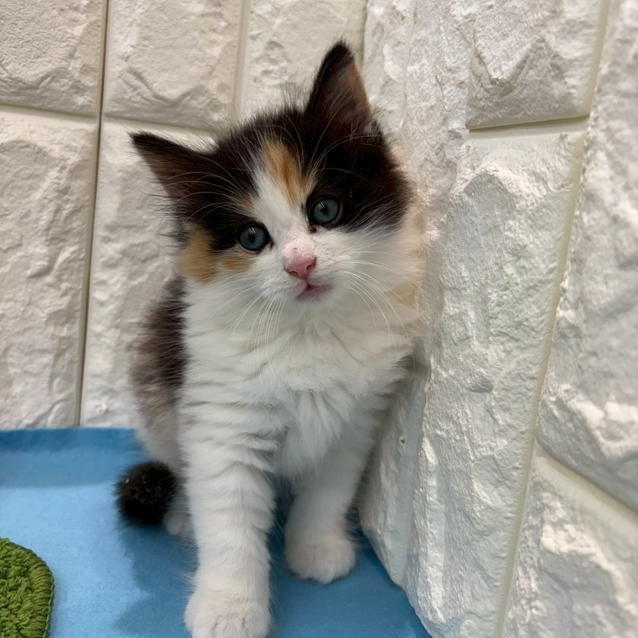 岡山県のノルウェージャンフォレストキャット (犬の家＆猫の里倉敷店/2026年3月29日生まれ/女の子/キャリコ)の子猫の3枚目の画像