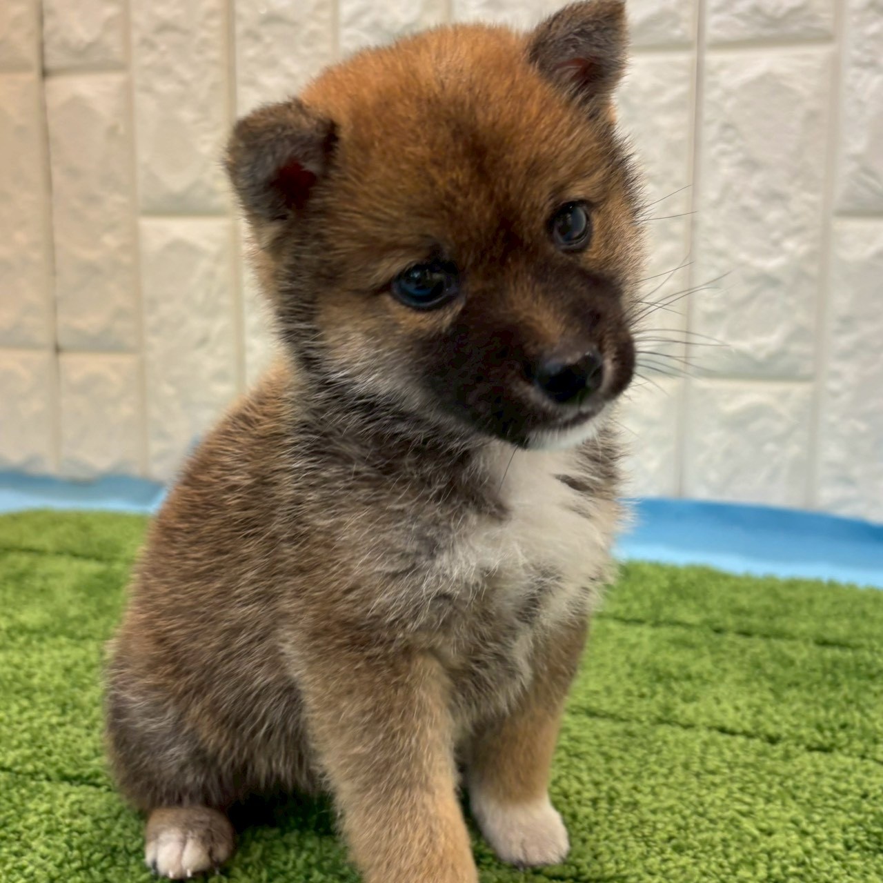 岡山県の豆柴 (犬の家＆猫の里倉敷店/2026年3月27日生まれ/男の子/赤)の子犬の3枚目の画像