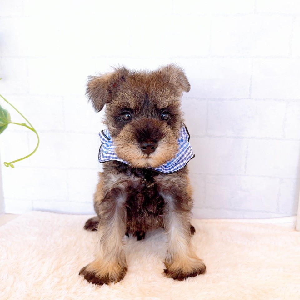 石川県のミニチュアシュナウザー (犬の家＆猫の里金沢店/2026年3月27日生まれ/男の子/ソルトペッパー)の子犬の3枚目の画像