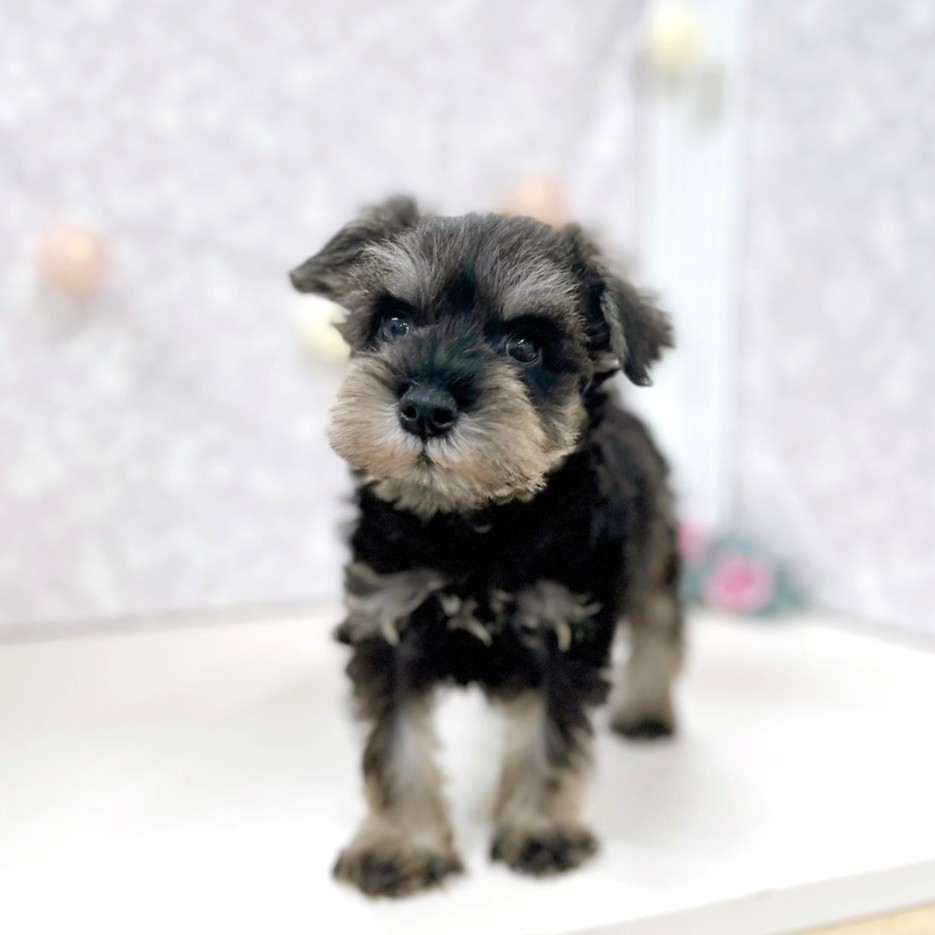 富山県のミニチュアシュナウザー (犬の家＆猫の里アミーゴ高岡蓮花寺店/2026年3月27日生まれ/男の子/ソルトペッパー)の子犬の3枚目の画像