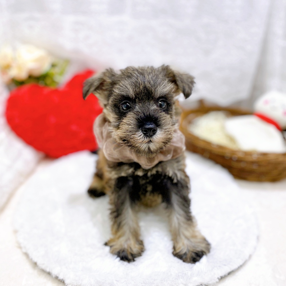 滋賀県のミニチュアシュナウザー (犬の家＆猫の里長浜店/2026年3月27日生まれ/女の子/ソルトペッパー)の子犬の3枚目の画像