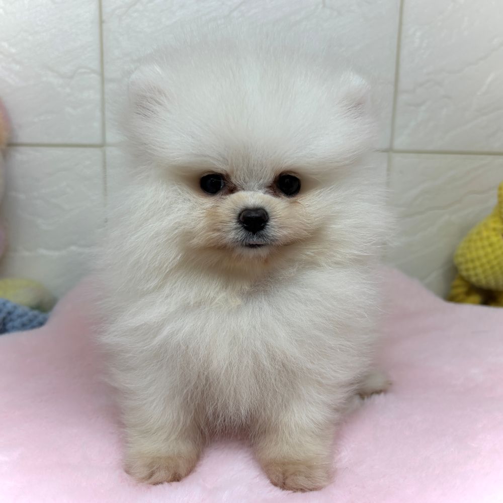 兵庫県のポメラニアン (犬の家＆猫の里ゆめタウン姫路店/2026年3月23日生まれ/女の子/クリーム)の子犬の3枚目の画像