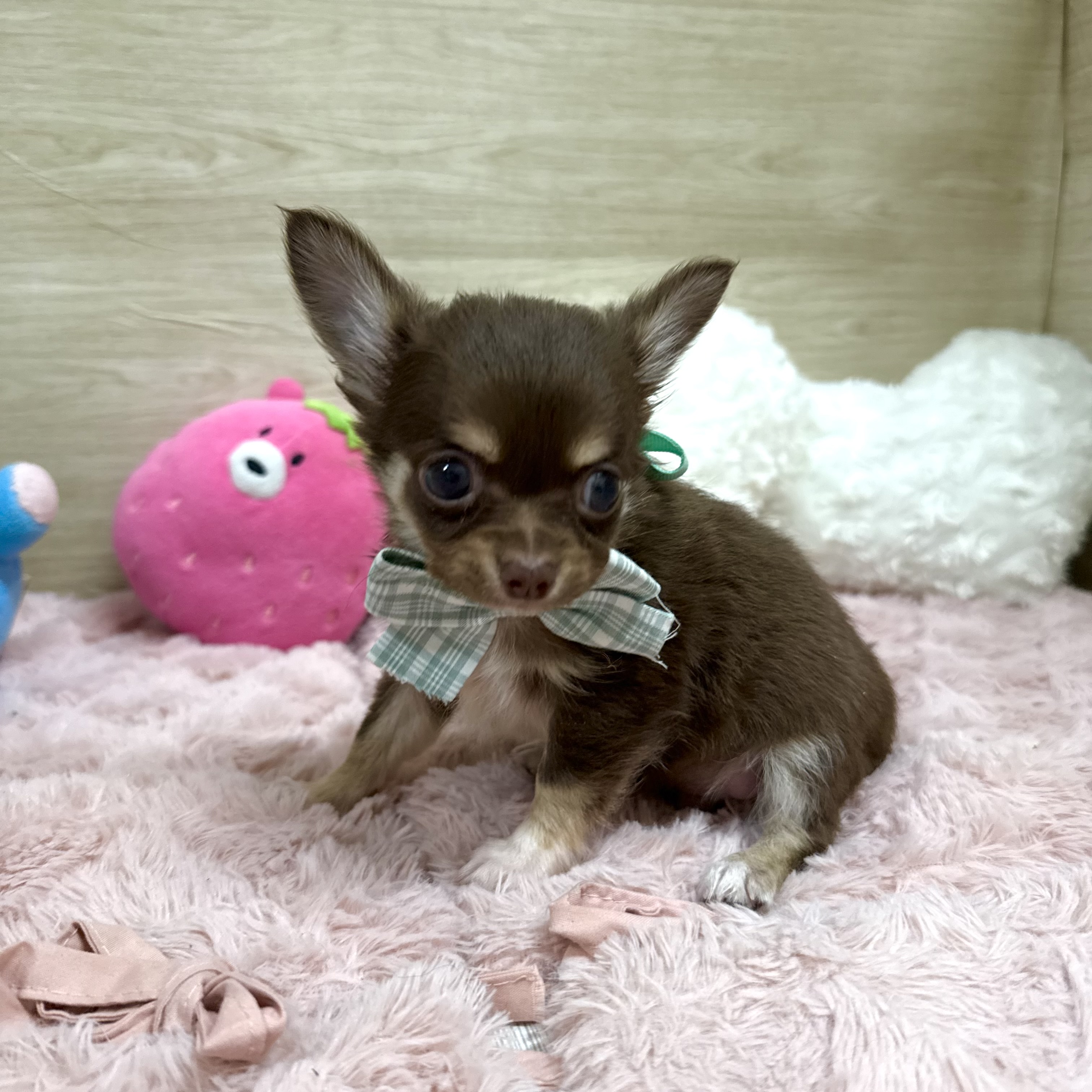 大阪府のチワワ(ロング) (犬の家＆猫の里そよら東岸和田店/2026年3月24日生まれ/男の子/チョコレートタン)の子犬の3枚目の画像