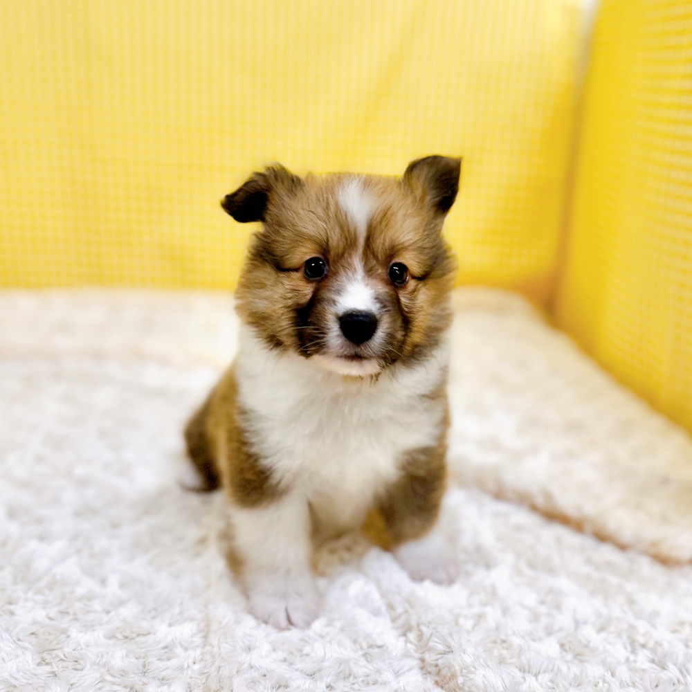 愛知県のハーフ犬・ミックス犬 (犬の家＆猫の里一宮店/2026年3月29日生まれ/男の子/セーブルホワイト)の子犬の3枚目の画像