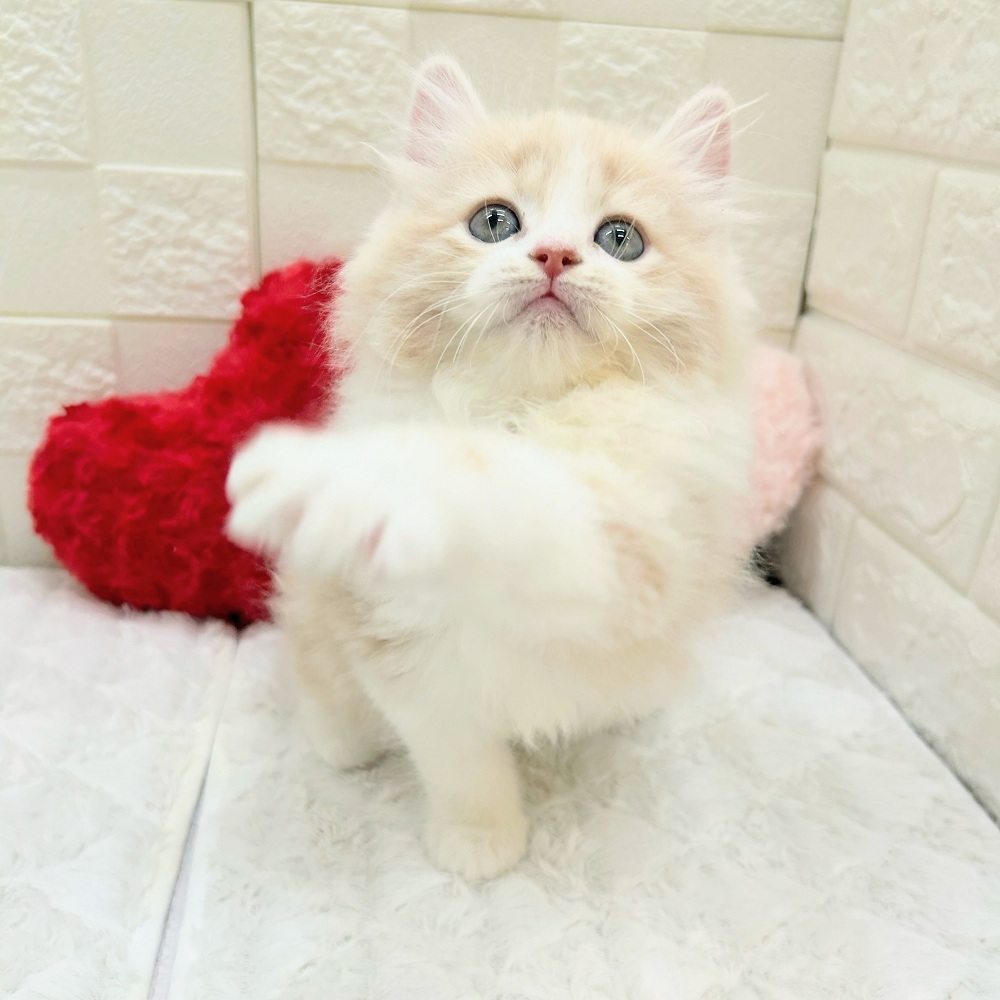 愛知県のラガマフィン (犬の家＆猫の里アミーゴ神の倉店/2026年3月27日生まれ/男の子/クリームタビーホワイト)の子猫の3枚目の画像