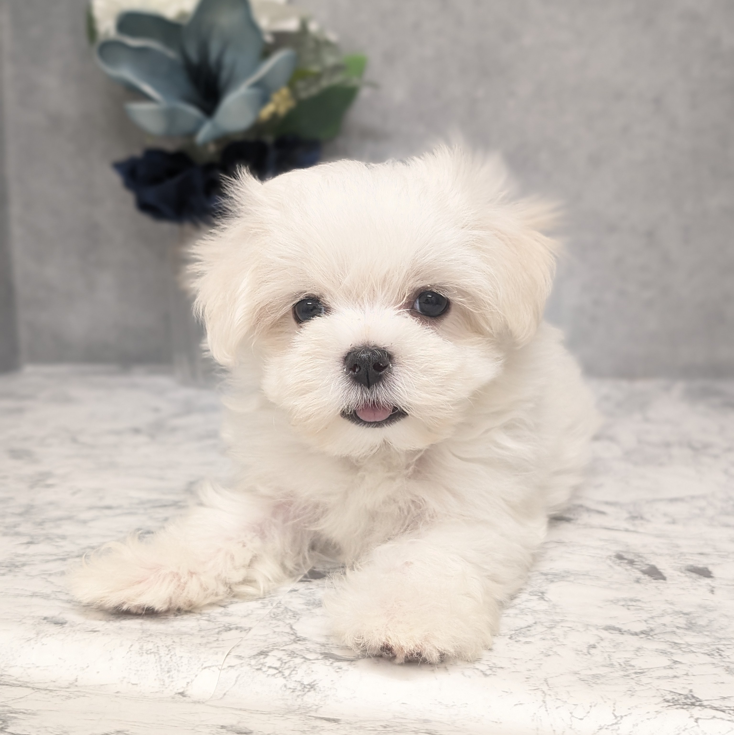 愛知県のマルチーズ (犬の家＆猫の里安城店/2026年3月29日生まれ/男の子/ホワイト)の子犬の3枚目の画像