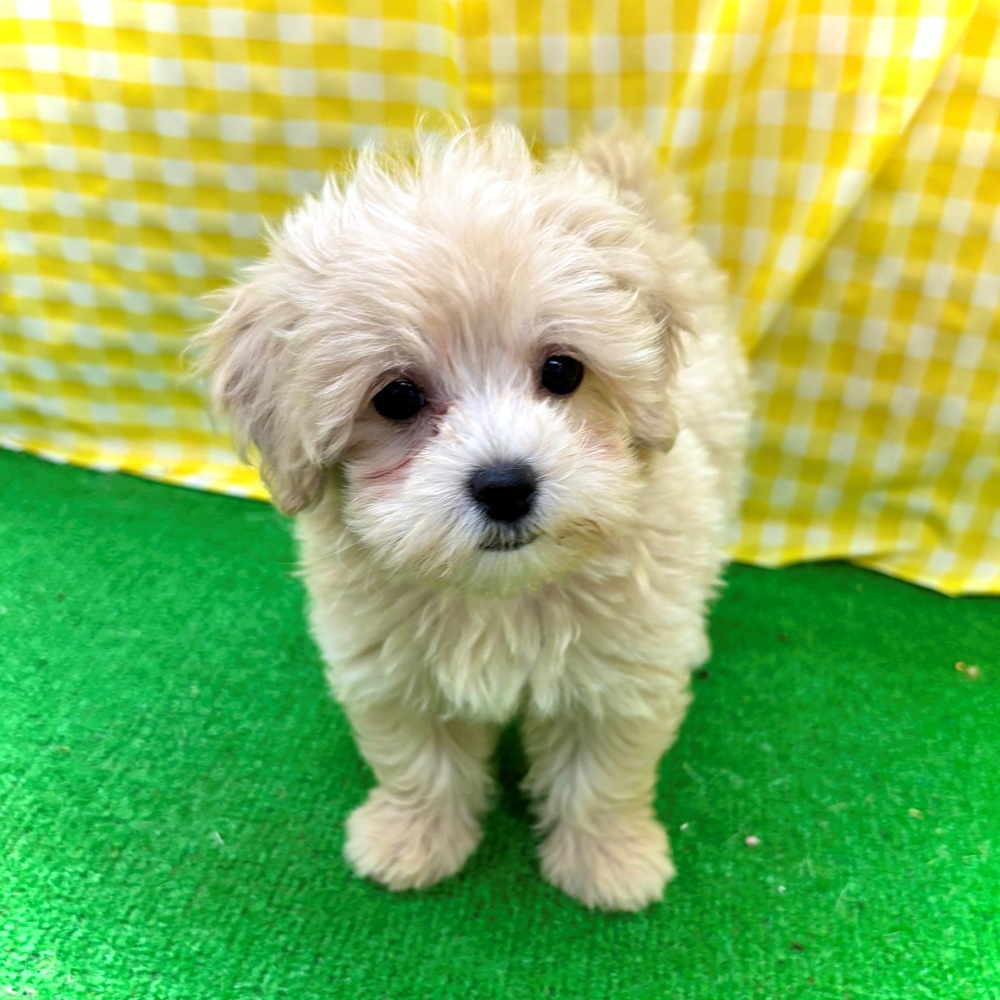 愛知県のマルプー(マルチーズ×プードル) (犬の家＆猫の里名古屋天白店/2026年3月29日生まれ/女の子/クリーム)の子犬の3枚目の画像