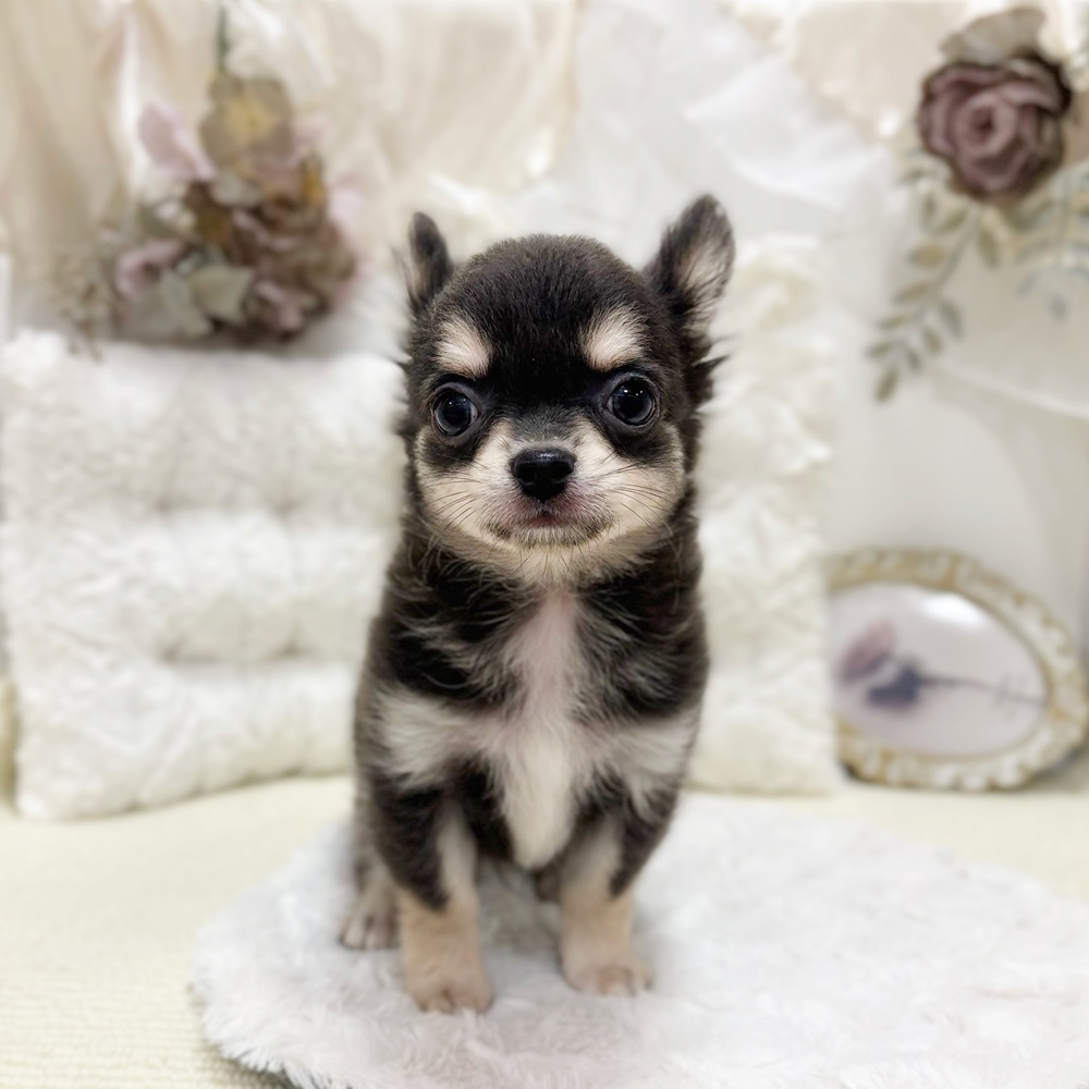 岐阜県のチワワ(ロング) (犬の家＆猫の里カラフルタウン岐阜店/2026年3月30日生まれ/男の子/ブルータン)の子犬の3枚目の画像