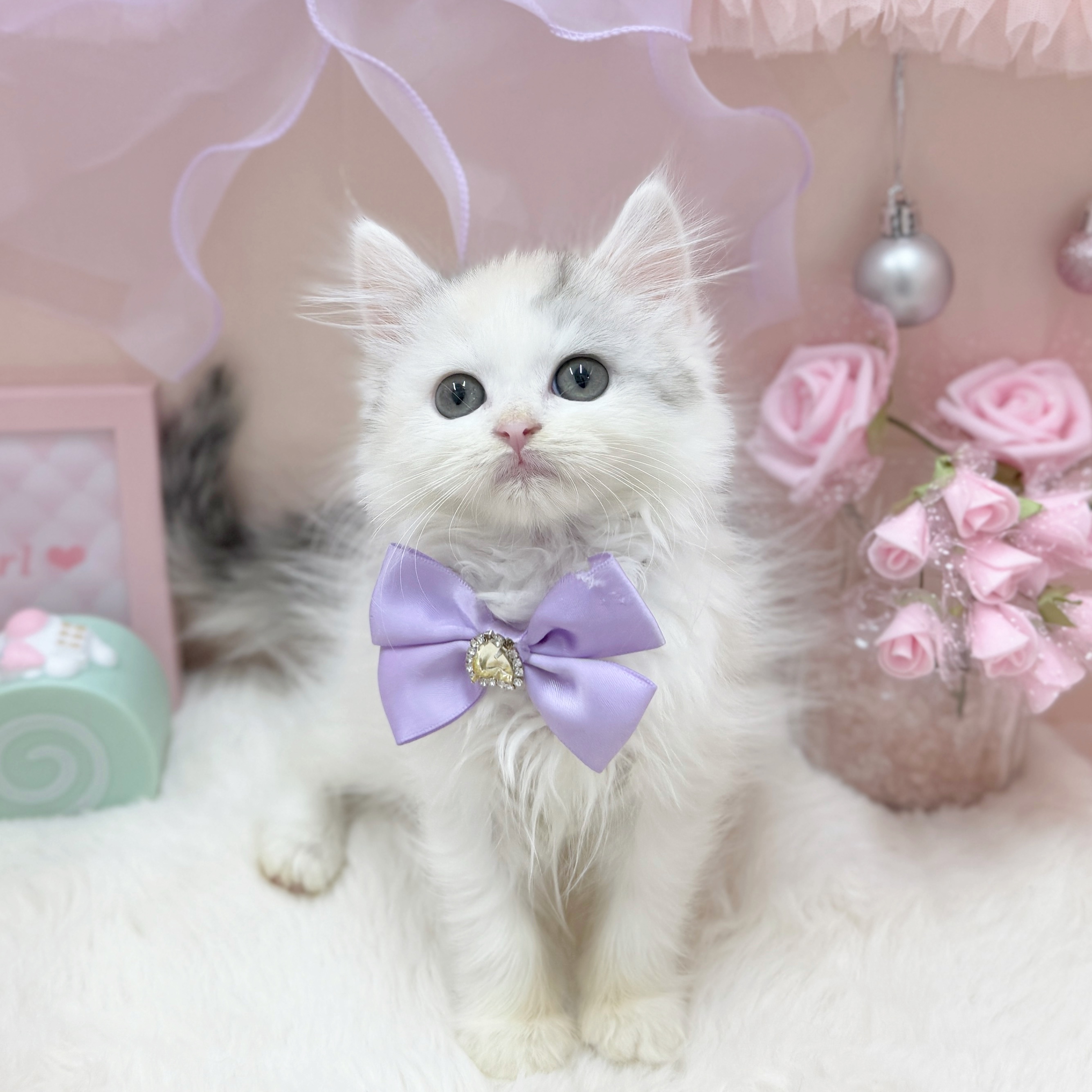福井県のラガマフィン (犬の家＆猫の里アミーゴ福井大和田店/2026年3月26日生まれ/女の子/ブルーパッチドタビーホワイト)の子猫の3枚目の画像