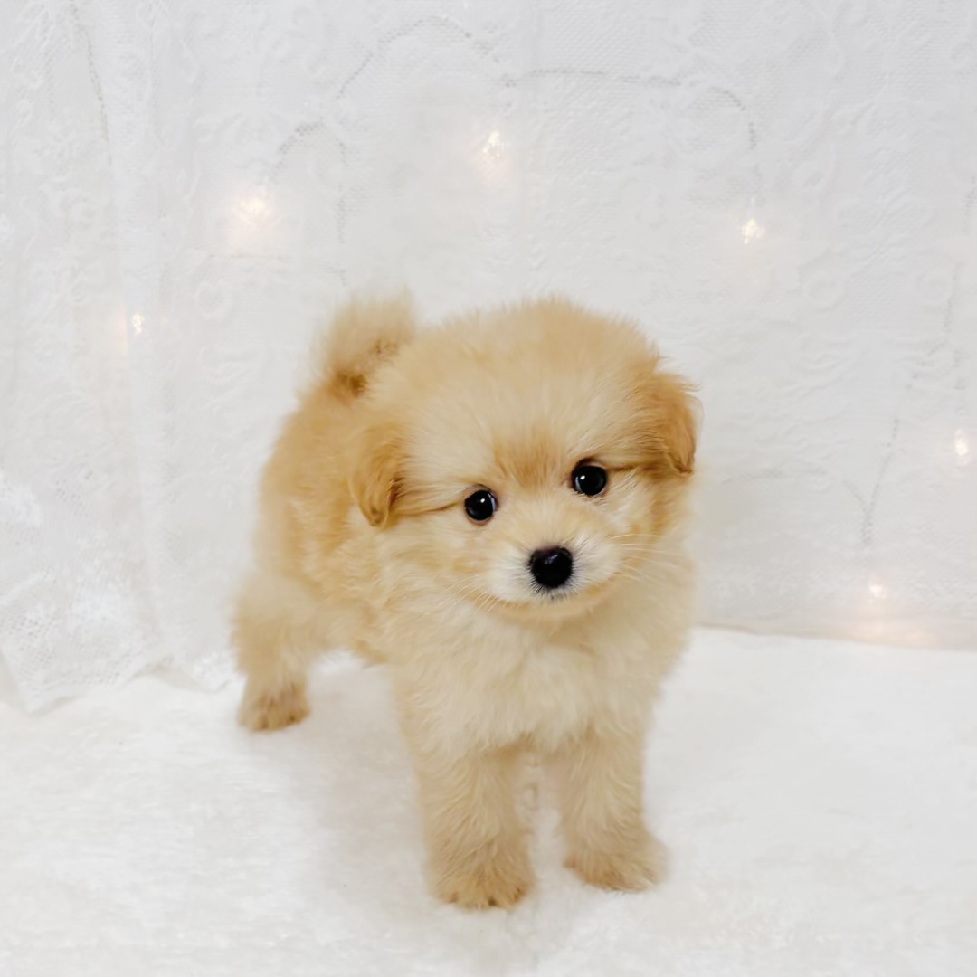 千葉県のポメプー(ポメラニアン×プードル) (犬の家＆猫の里BIGHOPガーデンモール印西店/2026年3月29日生まれ/男の子/アプリコット)の子犬の3枚目の画像