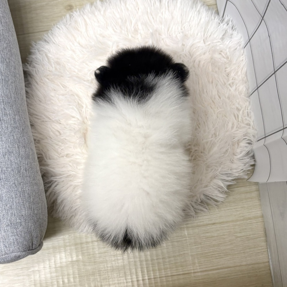 長野県のポメラニアン (犬の家＆猫の里塩尻店/2026年3月30日生まれ/男の子/ブラックタンホワイト)の子犬の3枚目の画像