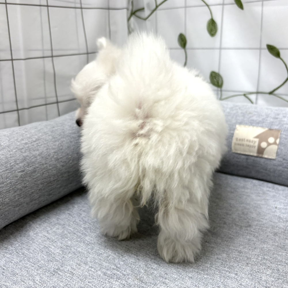 長野県のポメマル/マルポメ(ポメラニアン×マルチーズ) (犬の家＆猫の里塩尻店/2026年3月29日生まれ/女の子/ホワイト)の子犬の3枚目の画像