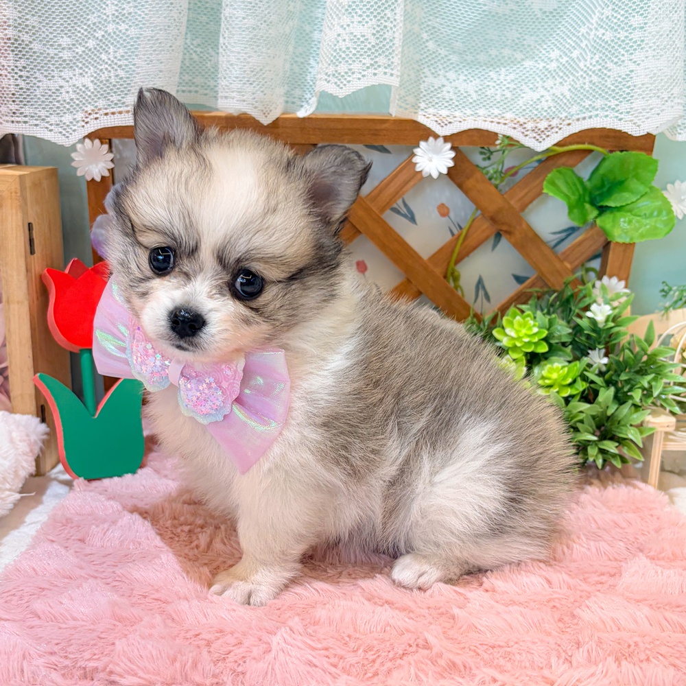 静岡県のポメチワ/チワポメ/ポメチー(ポメラニアン×チワワ) (犬の家＆猫の里富士店/2026年3月28日生まれ/女の子/パーティーカラー)の子犬の3枚目の画像