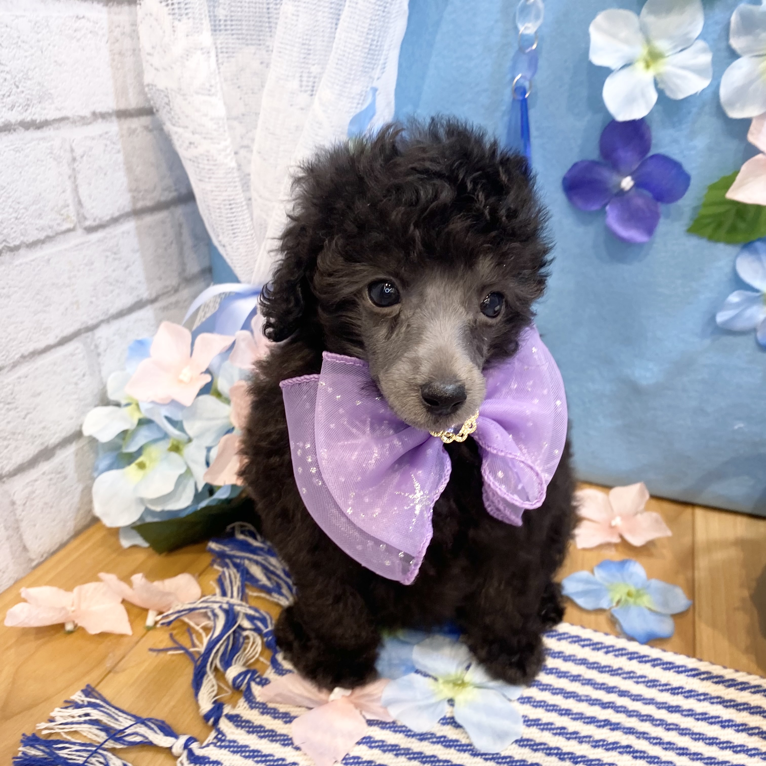 長野県のトイプードル(タイニー) (犬の家＆猫の里カインズ梓川店/2026年3月27日生まれ/女の子/グレー)の子犬の3枚目の画像