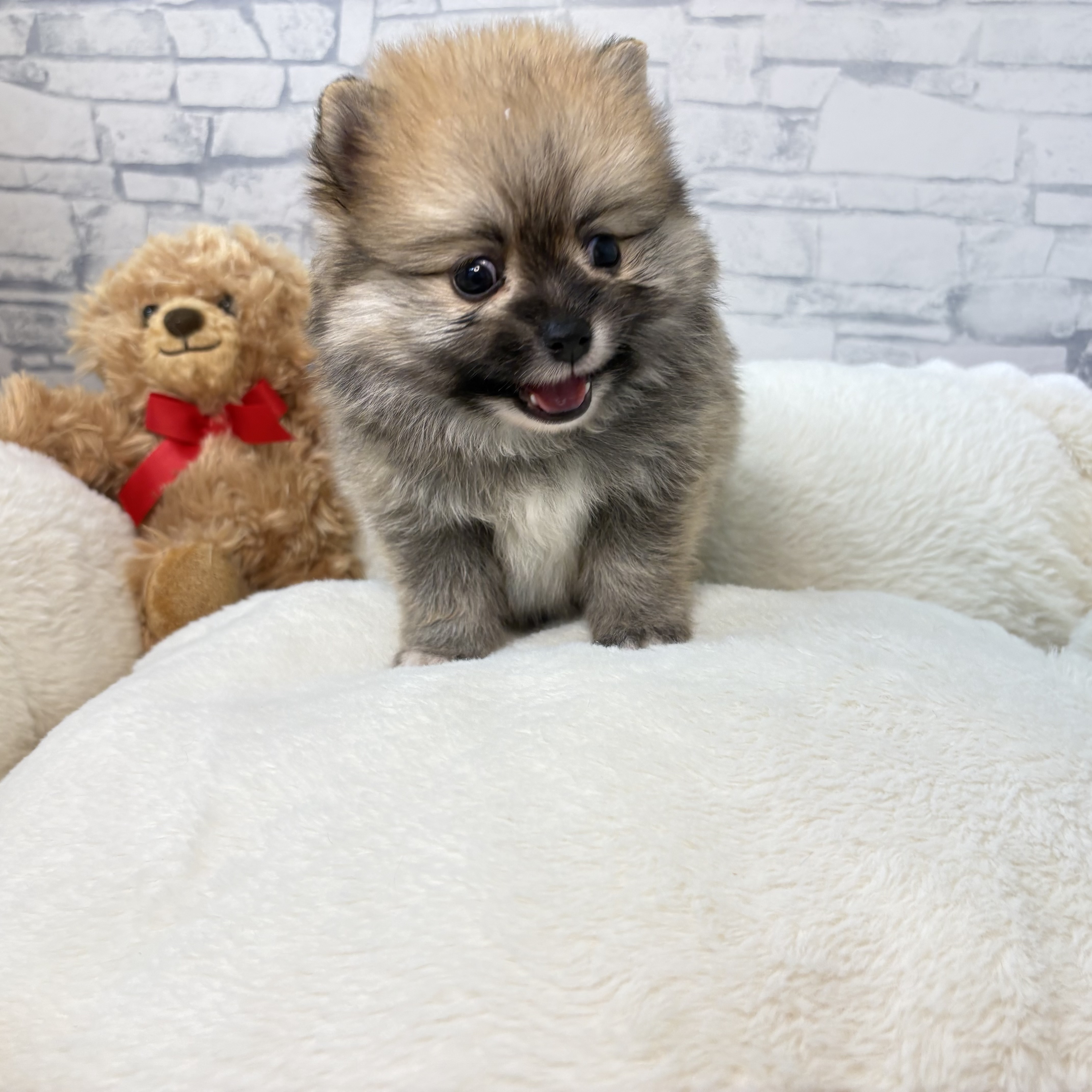 長野県のポメラニアン (犬の家＆猫の里長野店/2026年3月31日生まれ/女の子/オレンジ)の子犬の3枚目の画像