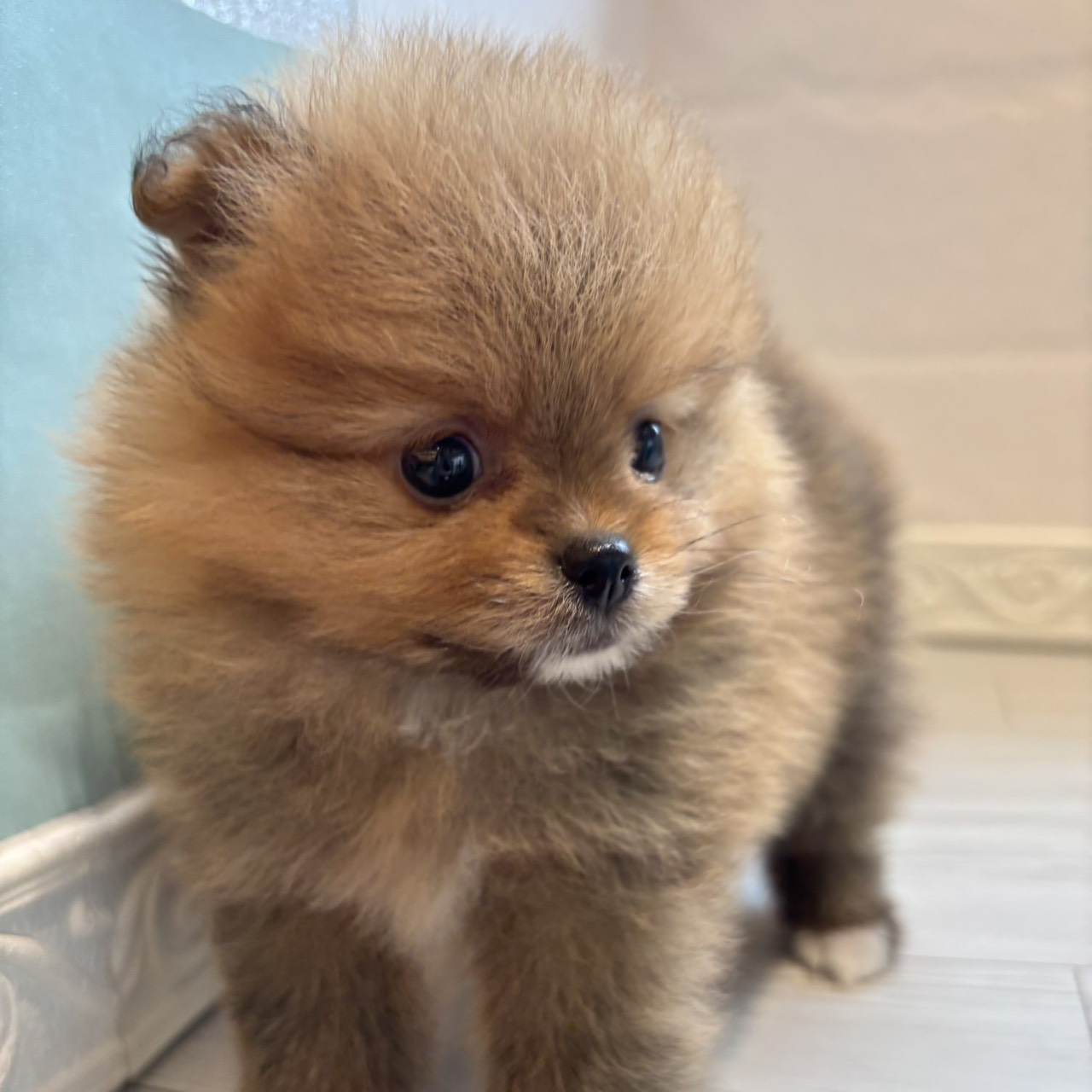 愛知県のポメラニアン (犬の家＆猫の里春日井本店/2026年3月31日生まれ/男の子/オレンジ)の子犬の3枚目の画像