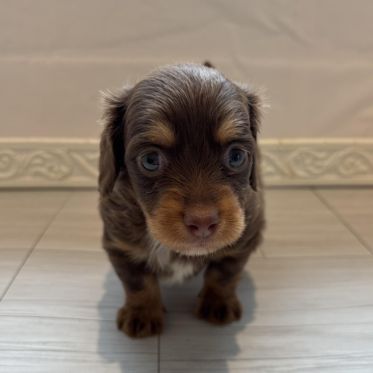 ハーフ犬の写真