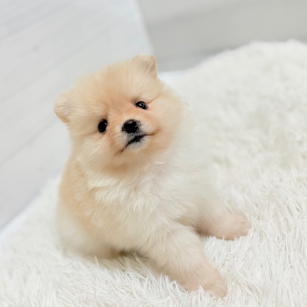 愛知県のポメラニアン (犬の家＆猫の里豊田店/2026年3月29日生まれ/女の子/クリーム)の子犬の3枚目の画像