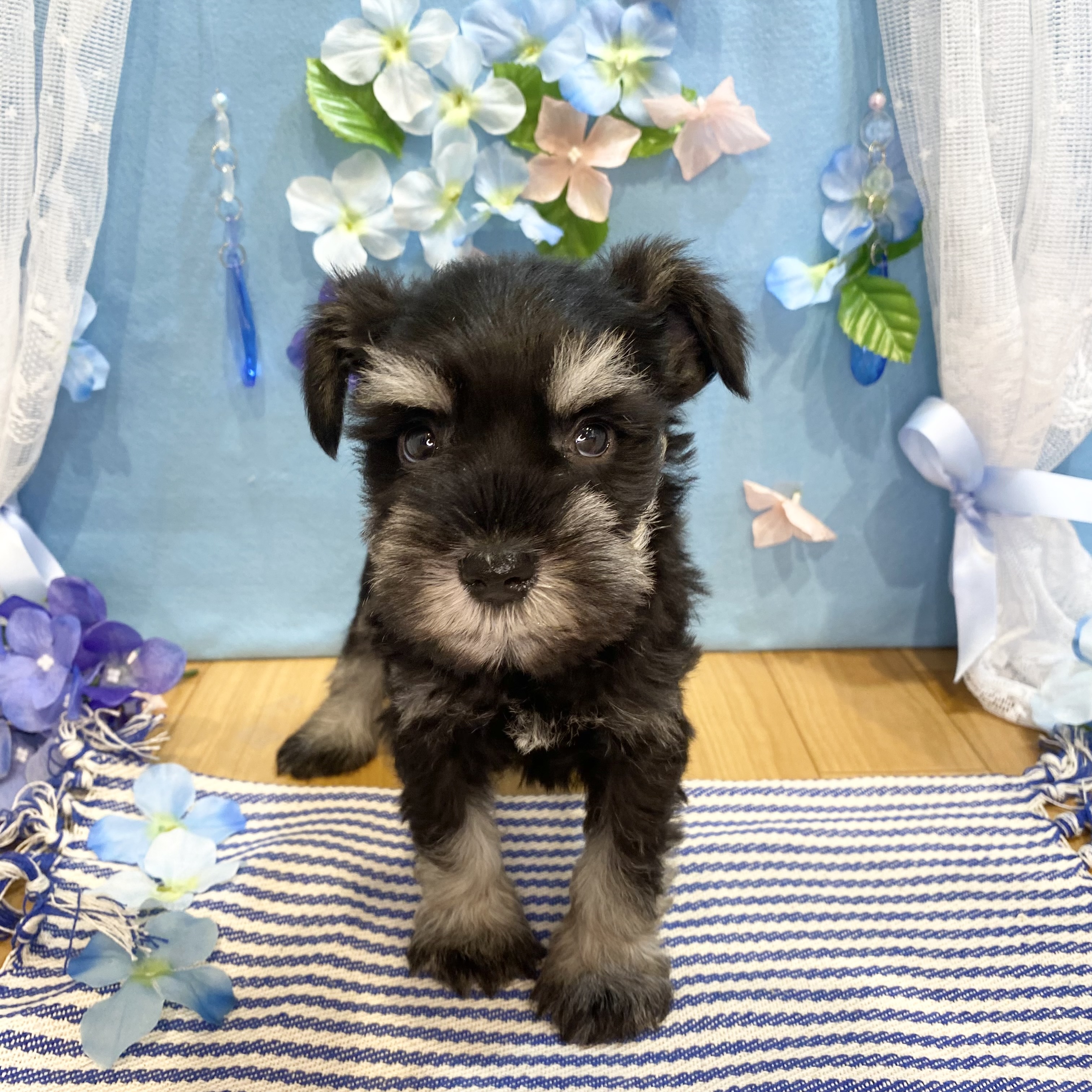 長野県のミニチュアシュナウザー (犬の家＆猫の里カインズ梓川店/2026年3月28日生まれ/男の子/ブラックシルバー)の子犬の3枚目の画像