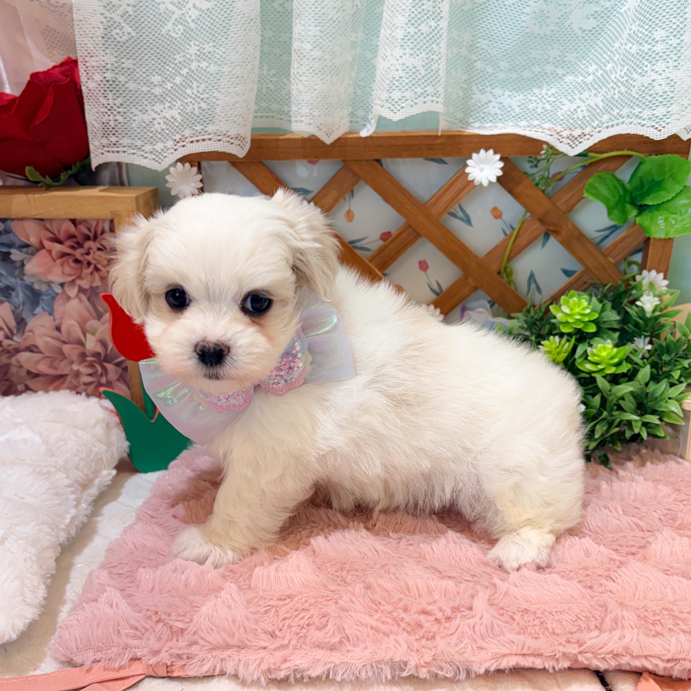 静岡県のマルチーズ (犬の家＆猫の里富士店/2026年3月29日生まれ/男の子/ホワイト)の子犬の3枚目の画像