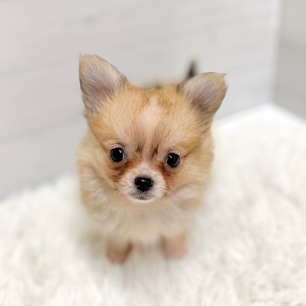 ハーフ犬女の子の写真