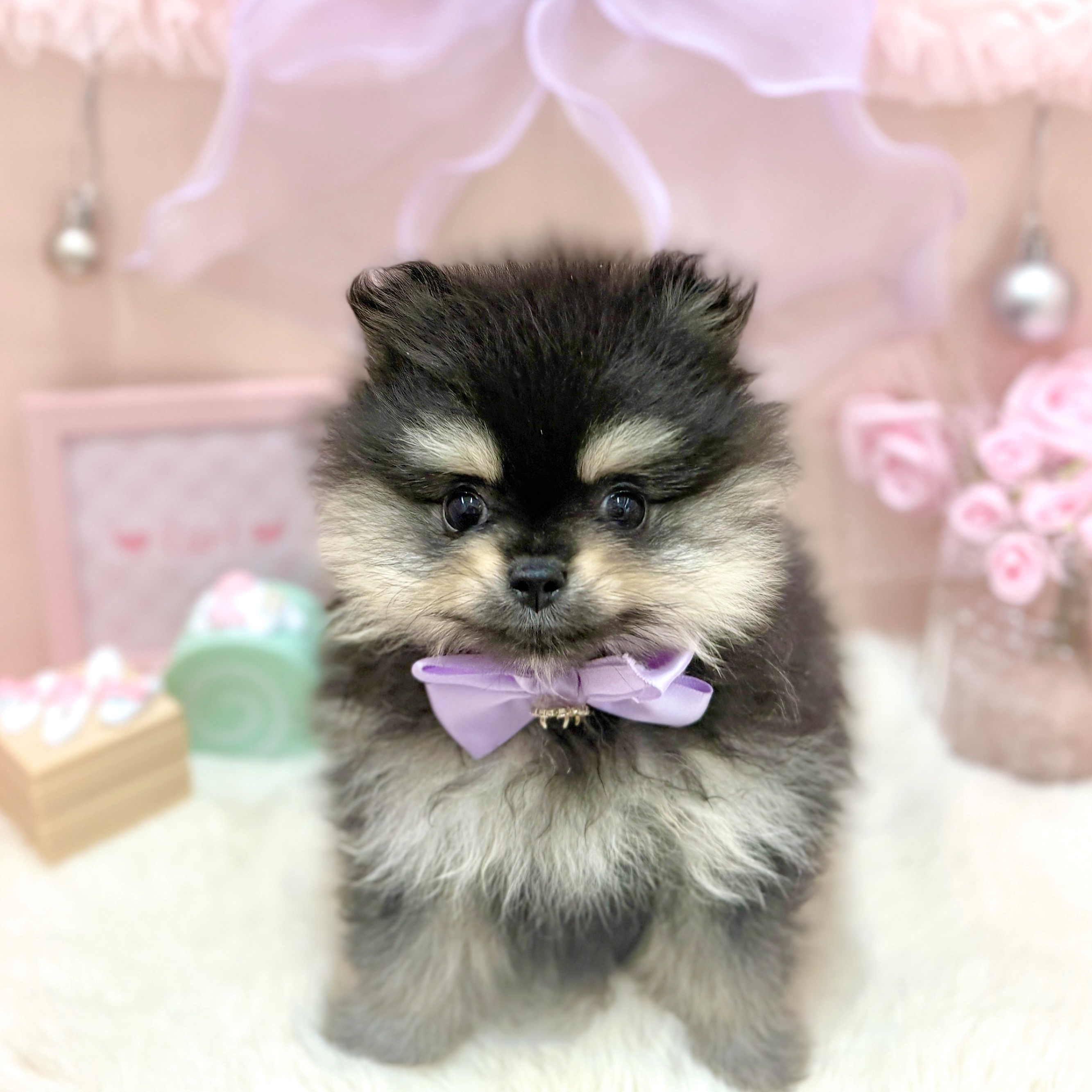 福井県のポメラニアン (犬の家＆猫の里アミーゴ福井大和田店/2026年3月30日生まれ/女の子/ブラックタン)の子犬の1枚目の画像