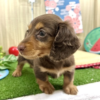 神奈川県のミニチュアダックスフンド(ロング) (犬の家＆猫の里小田原店/2026年3月31日生まれ/女の子/チョコレートタン)の子犬の3枚目の画像