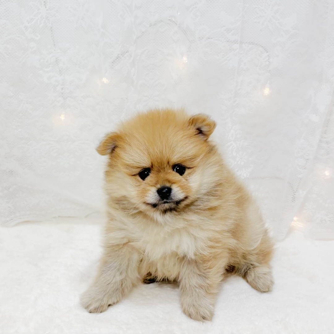 千葉県のポメラニアン (犬の家＆猫の里BIGHOPガーデンモール印西店/2026年3月30日生まれ/男の子/オレンジ)の子犬の1枚目の画像
