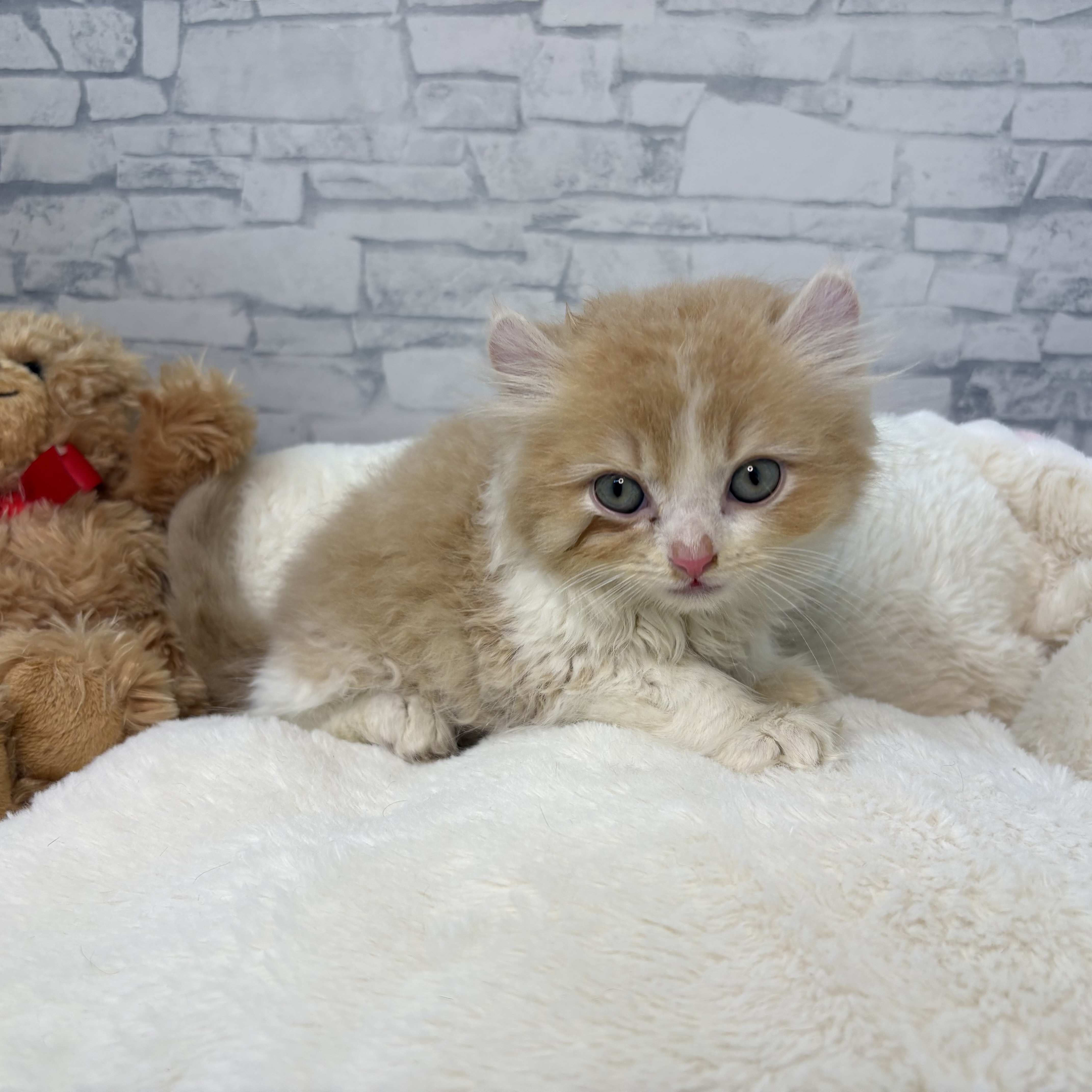 長野県のキンカロー (犬の家＆猫の里長野店/2026年3月25日生まれ/男の子/クリームホワイト)の子猫の3枚目の画像