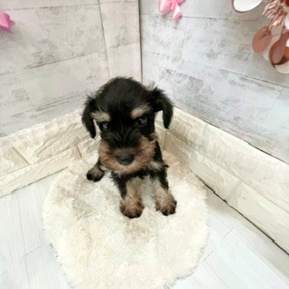 静岡県のミニチュアシュナウザー (犬の家＆猫の里プレ葉ウォーク浜北店/2026年3月28日生まれ/女の子/ブラックシルバー)の子犬の3枚目の画像