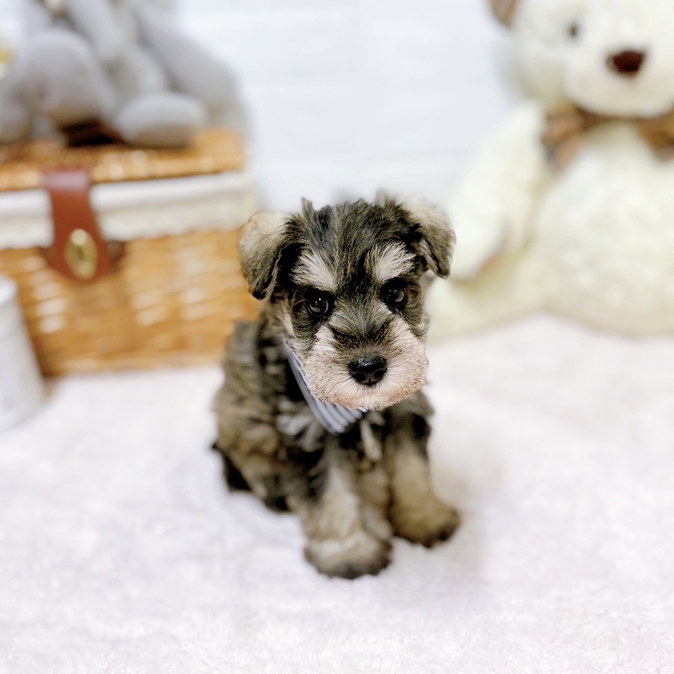 滋賀県のミニチュアシュナウザー (犬の家＆猫の里近江八幡店/2026年3月31日生まれ/男の子/ソルトペッパー)の子犬の3枚目の画像