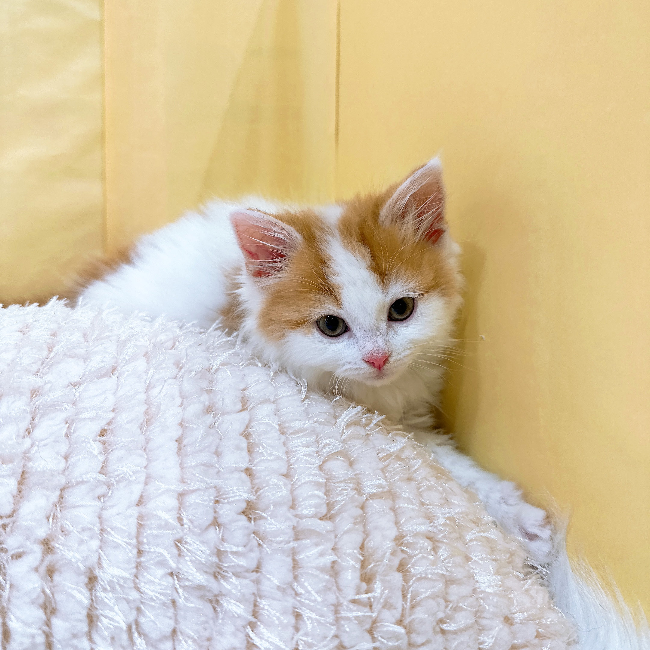 神奈川県のスコティッシュフォールド (犬の家＆猫の里元住吉ブレーメン通り店/2026年3月28日生まれ/男の子/レッドタビーホワイト)の子猫の3枚目の画像