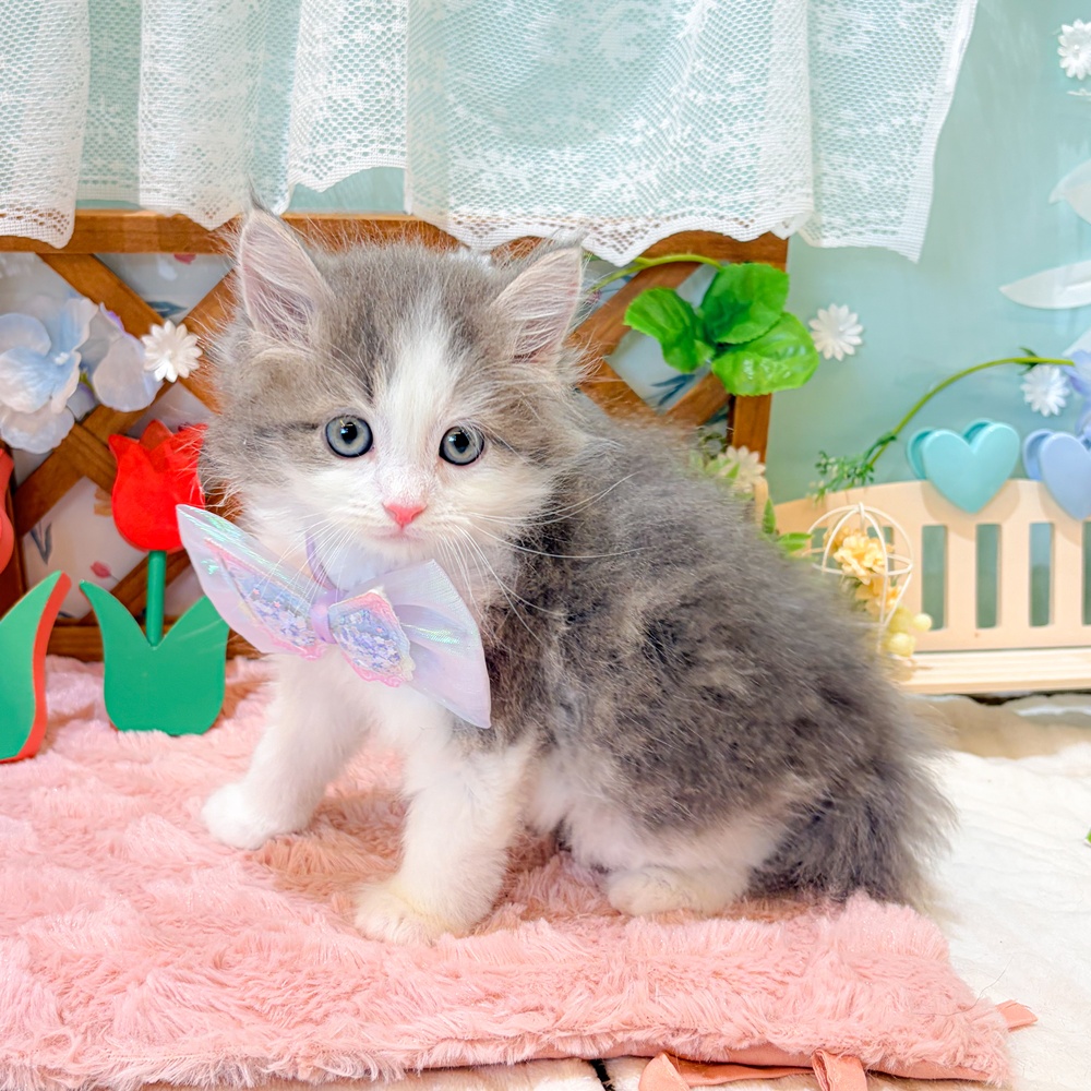 静岡県のサイベリアン (犬の家＆猫の里富士店/2026年3月27日生まれ/男の子/ブルータビーホワイト)の子猫の3枚目の画像