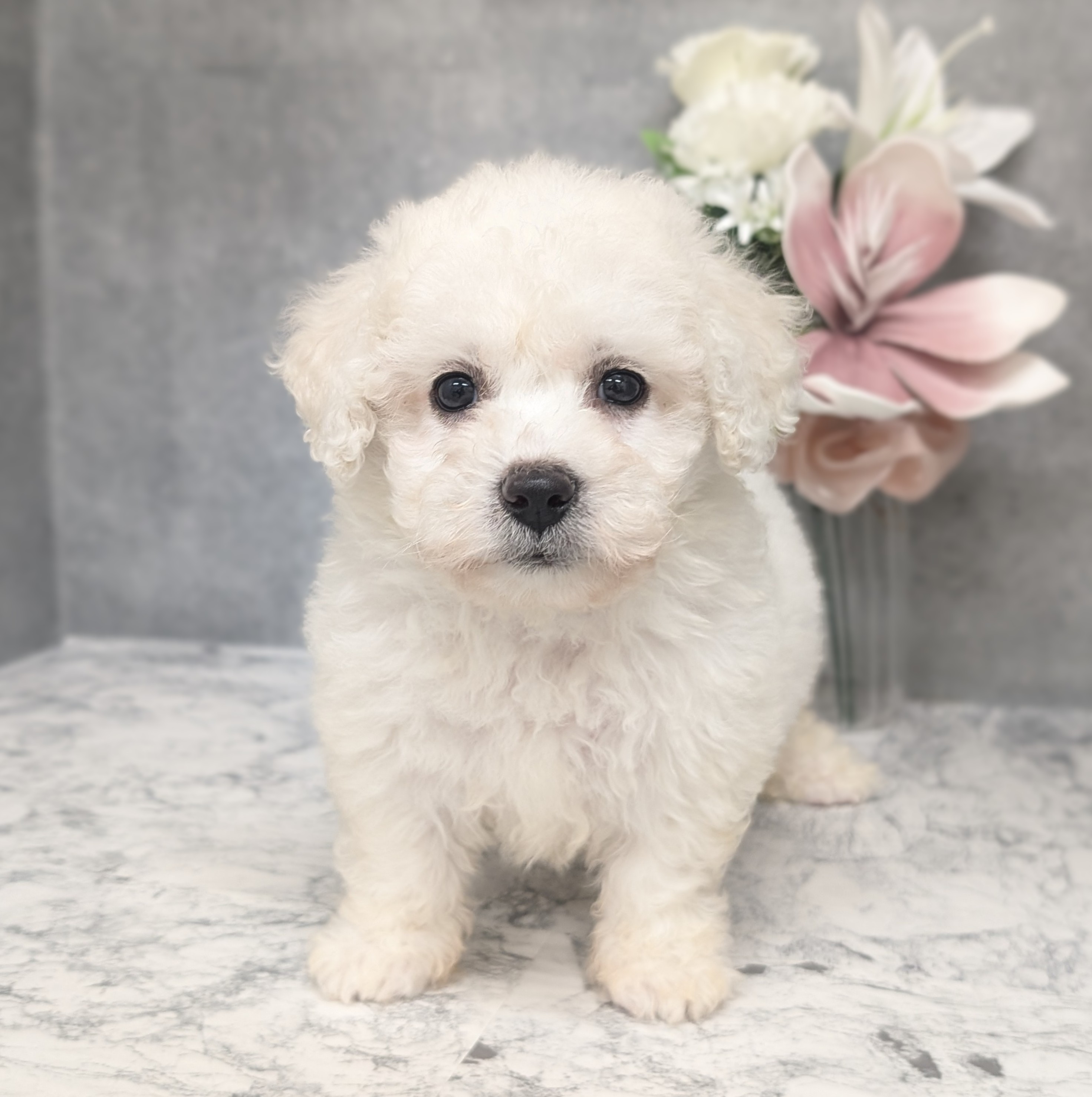 愛知県のビションフリーゼ (犬の家＆猫の里安城店/2026年3月31日生まれ/女の子/ホワイト)の子犬の1枚目の画像