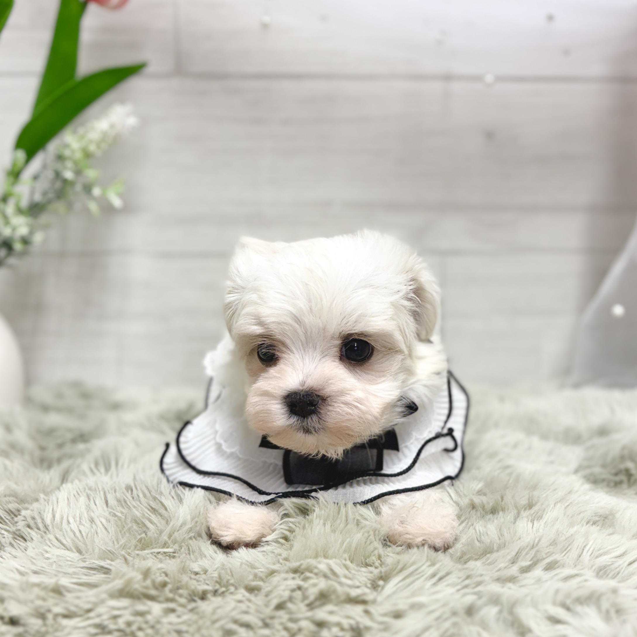 神奈川県のマルチーズ (犬の家＆猫の里相模原店/2026年3月29日生まれ/女の子/ホワイト)の子犬の3枚目の画像