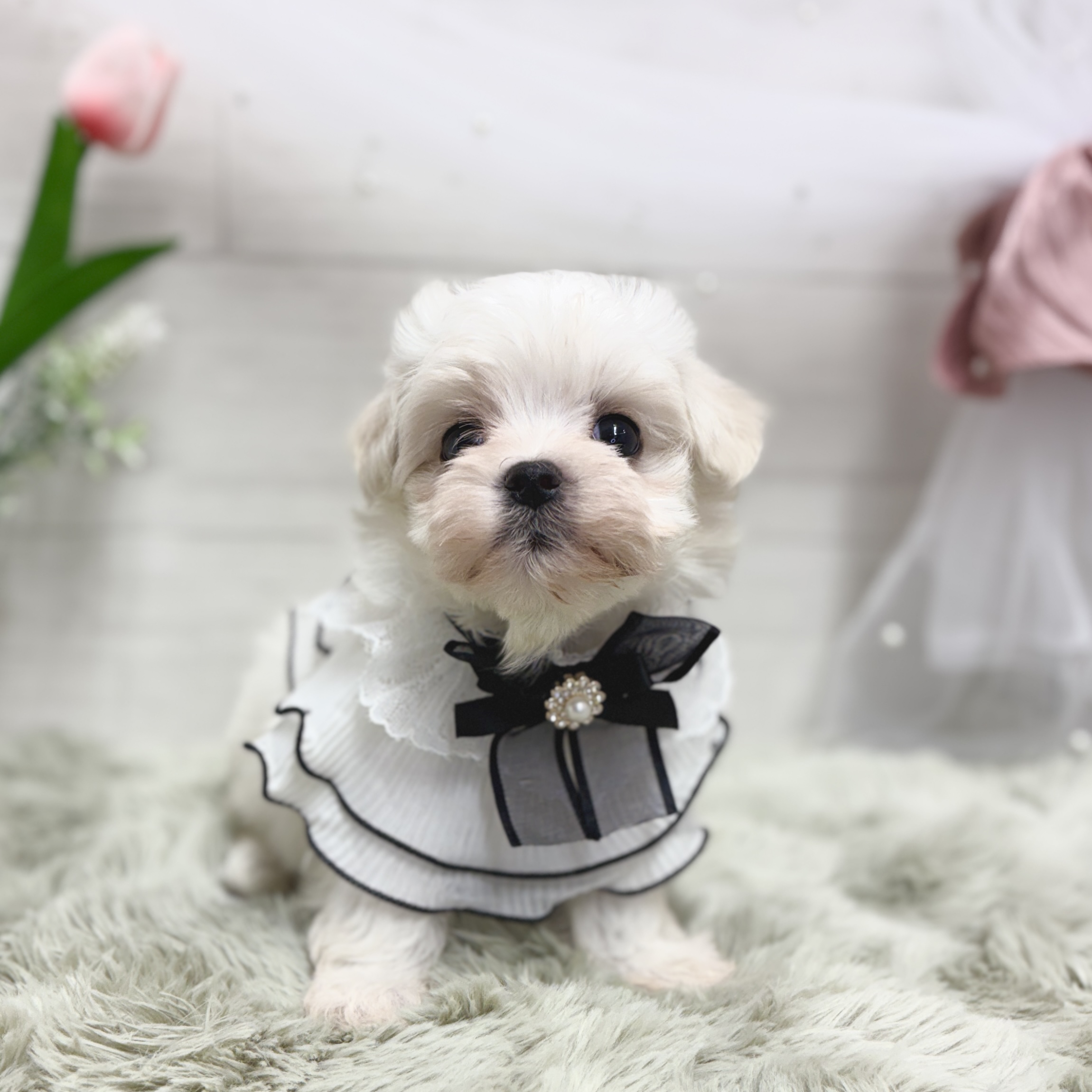 神奈川県のマルチーズ (犬の家＆猫の里相模原店/2026年3月29日生まれ/女の子/ホワイト)の子犬の3枚目の画像