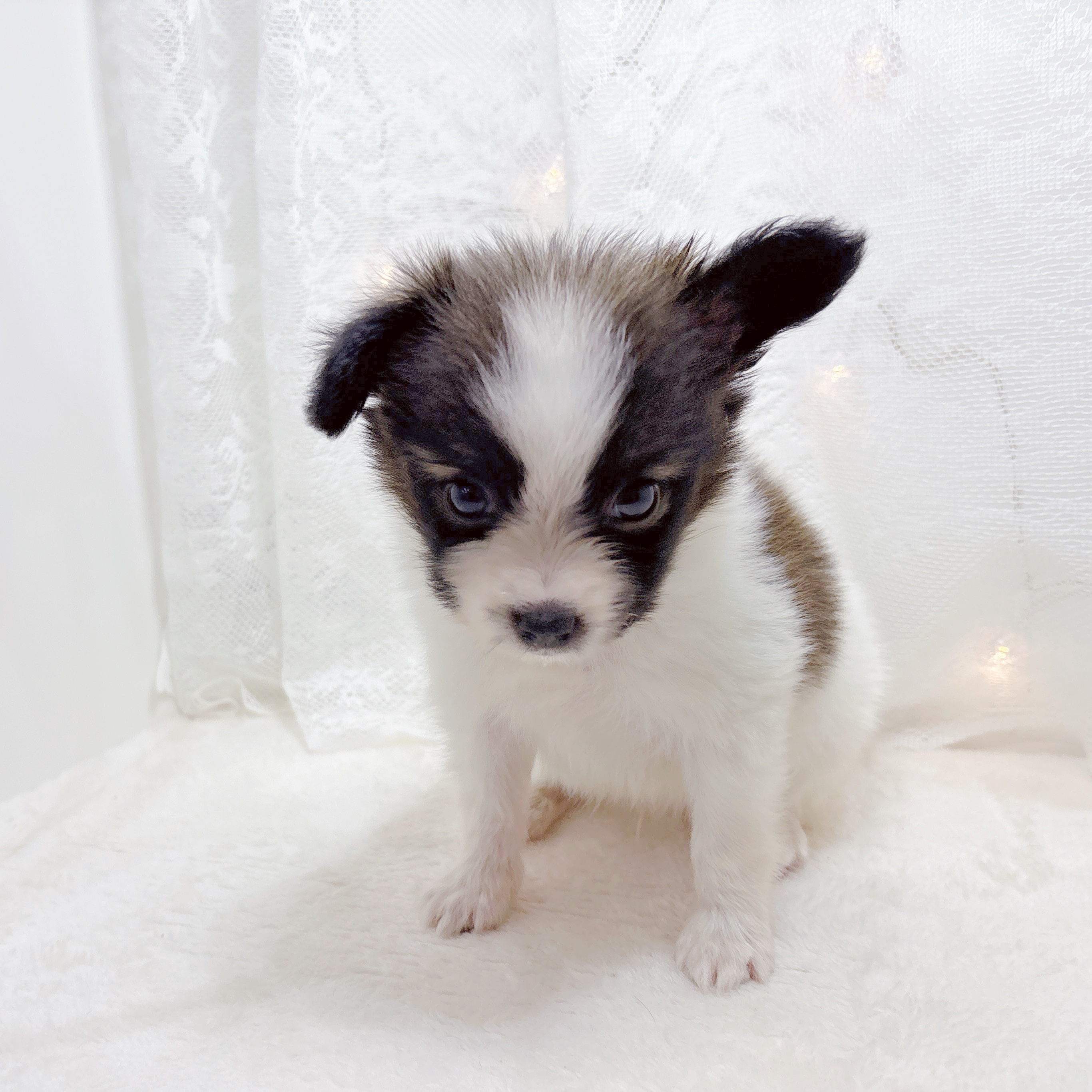 千葉県のパピヨン (犬の家＆猫の里BIGHOPガーデンモール印西店/2026年4月21日生まれ/男の子/ホワイトブラウン)の子犬の3枚目の画像