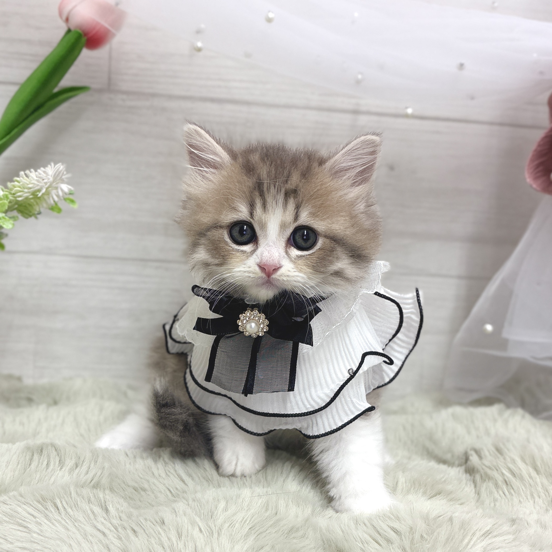 神奈川県のマンチカン (犬の家＆猫の里相模原店/2026年3月31日生まれ/男の子/ブルータビーホワイト)の子猫の3枚目の画像