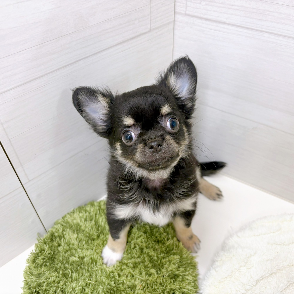 石川県のチワワ(ロング) (犬の家＆猫の里アミーゴ金沢おこばた店/2026年3月31日生まれ/男の子/ブラックタンホワイト)の子犬の3枚目の画像