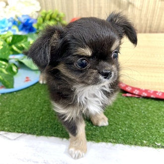 神奈川県のチワワ(ロング) (犬の家＆猫の里小田原店/2026年3月30日生まれ/女の子/ブラックタンホワイト)の子犬の3枚目の画像